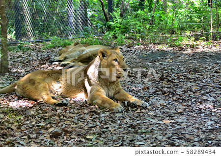 Yokohama ZOORASIA Zoo Indian Lion Yokohama ZOORASIA Zoo Indian Lion 58289434
