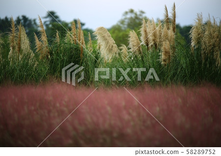 Suncheon Bay National Garden, Garden 58289752