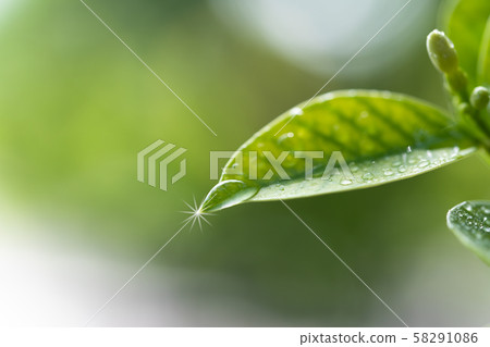Eco image with leaves with shining water drops Eco image with leaves with shining water drops 58291086
