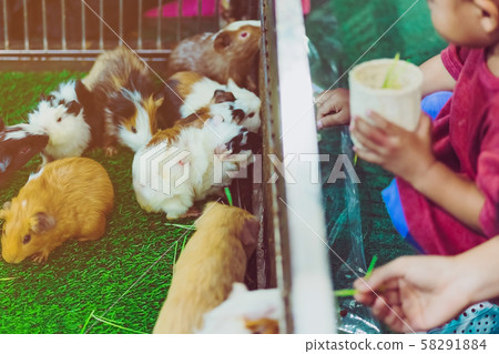 People are feeding food to mice in cage. Animal care concept. People are feeding food to mice in cage. Animal care concept. 58291884
