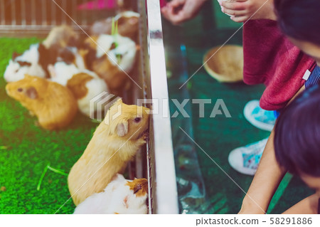 People are feeding food to mice in cage. Animal care concept. People are feeding food to mice in cage. Animal care concept. 58291886