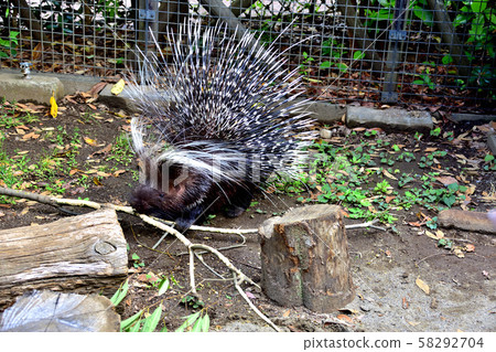 Yokohama ZOORASIA Zoo Africa Yokohama ZOORASIA Zoo Africa 58292704