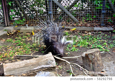 Yokohama ZOORASIA Zoo Africa Yokohama ZOORASIA Zoo Africa 58292798