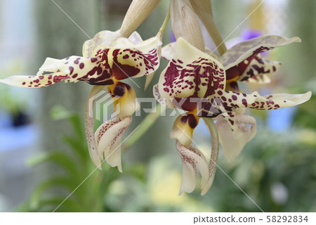 Stanhopair·Tiglina Stanhopair·Tiglina 58292834