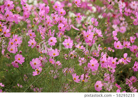 廣瀨本線小g站附近的宇宙場（2） 58293233