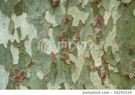The closeup of a sycamore's tree bark. The closeup of a sycamore's tree bark. 58293524