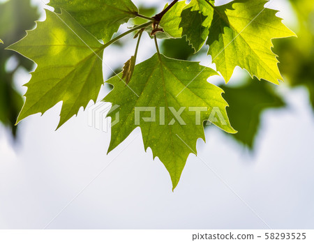 Beautiful maple leaf close-up on sky background. 58293525