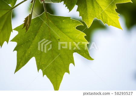 Beautiful maple leaf close-up on sky background. 58293527
