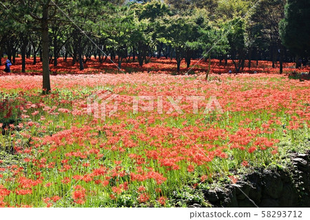 花的日子,寺廟的風景,Bulgapsa 花的日子,寺廟的風景,Bulgapsa 58293712