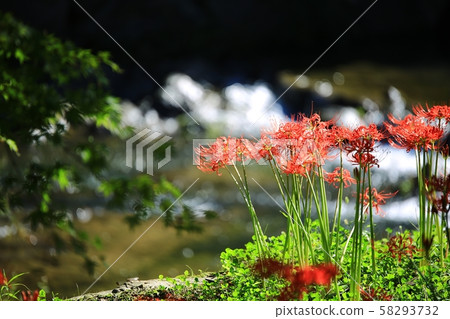 花的日子,寺廟的風景,Bulgapsa 花的日子,寺廟的風景,Bulgapsa 58293732