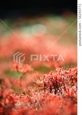 花的日子，寺廟的風景，Bulgapsa 58293771