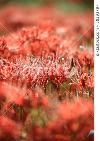 花的日子,寺廟的風景,Bulgapsa 花的日子,寺廟的風景,Bulgapsa 58293797