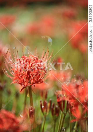 花的日子，寺廟的風景，Bulgapsa 58293805