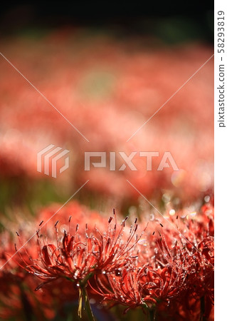 花的日子，寺廟的風景，Bulgapsa 58293819