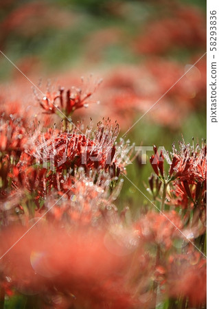 花的日子,寺廟的風景,Bulgapsa 花的日子,寺廟的風景,Bulgapsa 58293836