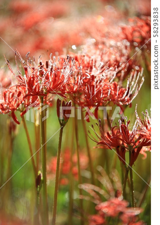 花的日子,寺廟的風景,Bulgapsa 花的日子,寺廟的風景,Bulgapsa 58293838