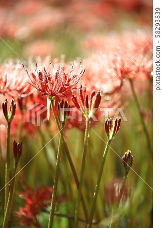 花的日子,寺廟的風景,Bulgapsa 花的日子,寺廟的風景,Bulgapsa 58293839