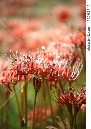 Day of Flowers, Landscape of Temple, Bulgapsa 58293841
