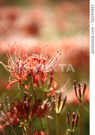 Day of Flowers, Landscape of Temple, Bulgapsa Day of Flowers, Landscape of Temple, Bulgapsa 58293842
