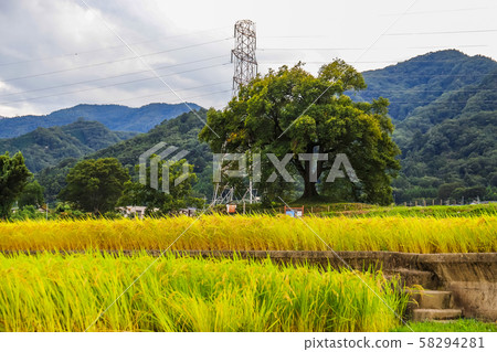 [Yamanashi Pref.] Autumn rural scenery in Amagasaki City 58294281