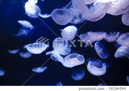 Moon jellyfish Moon jellyfish 58294364