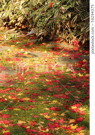 多彩的落葉 58294375