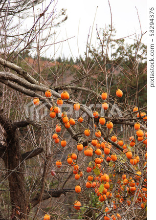 很多漿果 58294376