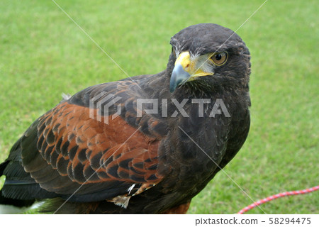 禿鷹(猛禽) 禿鷹(猛禽) 58294475