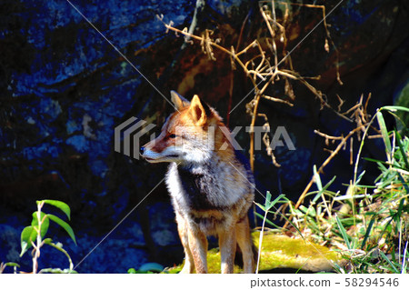 Yokohama Zoorasia Zoo Yokohama Zoorasia Zoo 58294546