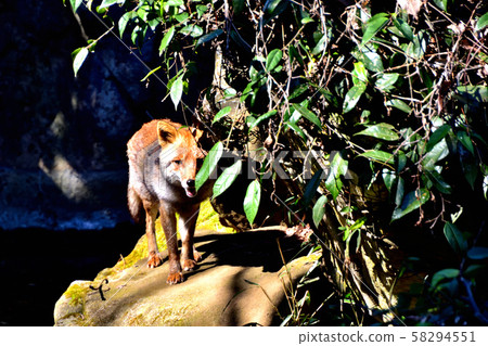 Yokohama Zoorasia Zoo 58294551