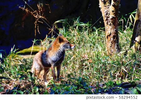 Yokohama Zoorasia Zoo 58294552