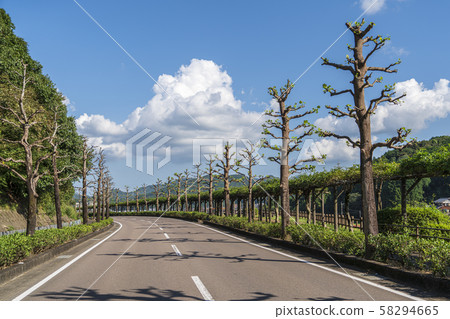 樹行 樹行 58294665