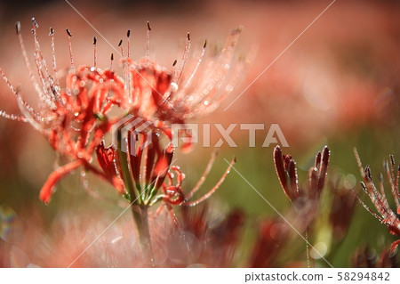 花的日子,寺廟的風景,Bulgapsa 花的日子,寺廟的風景,Bulgapsa 58294842