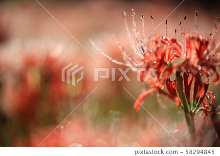 花的日子,寺廟的風景,Bulgapsa 花的日子,寺廟的風景,Bulgapsa 58294845