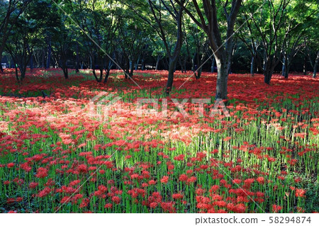 Day of Flowers, Landscape of Temple, Bulgapsa 58294874