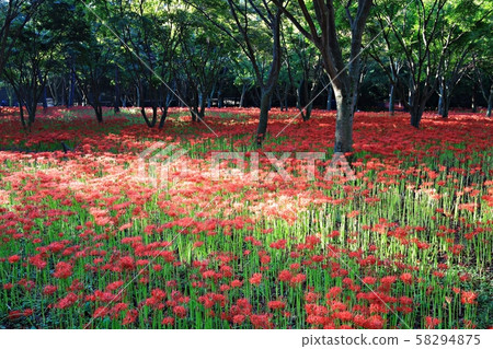 花的日子，寺廟的風景，Bulgapsa 58294875