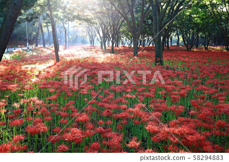 花的日子，寺廟的風景，Bulgapsa 58294883