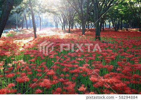 花的日子,寺廟的風景,Bulgapsa 花的日子,寺廟的風景,Bulgapsa 58294884