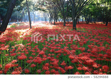 花的日子,寺廟的風景,Bulgapsa 花的日子,寺廟的風景,Bulgapsa 58294888