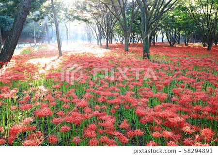 花的日子，寺廟的風景，Bulgapsa 58294891