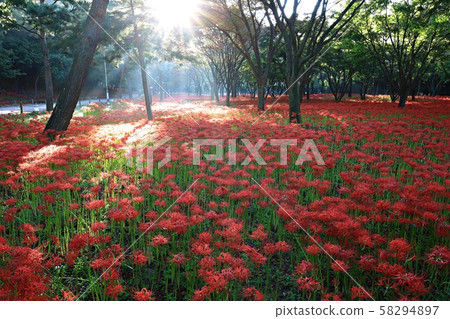 花的日子，寺廟的風景，Bulgapsa 58294897