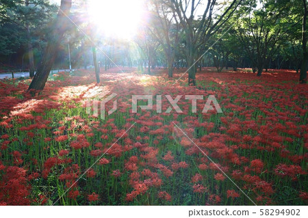 花的日子，寺廟的風景，Bulgapsa 58294902