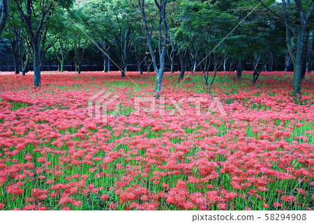 花的日子,寺廟的風景,Bulgapsa 花的日子,寺廟的風景,Bulgapsa 58294908