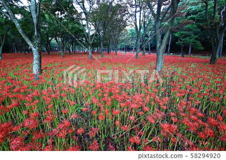 花的日子,寺廟的風景,Bulgapsa 花的日子,寺廟的風景,Bulgapsa 58294920