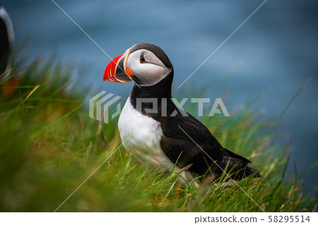 Wild Atlantic puffin seabird in the auk family. 58295514