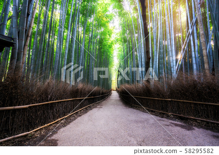 Arashiyama Bamboo Forest famous place Kyoto Japan 58295582