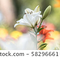 Lily of flowers 58296661