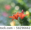 Lily of flowers 58296662