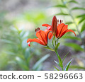 Lily of flowers 58296663