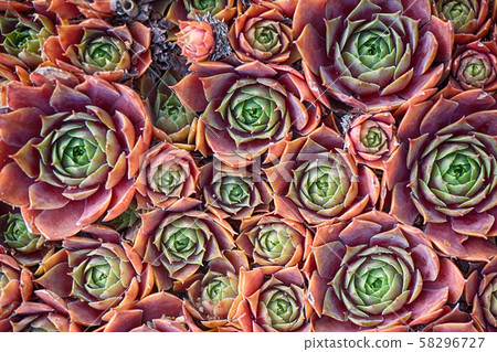 red houseleek plant red houseleek plant 58296727